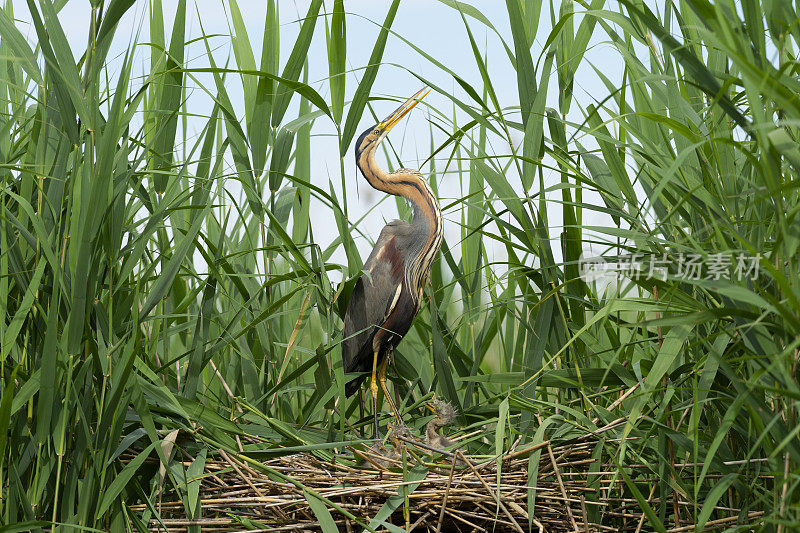 巢内紫鹭(Ardea purpurea)